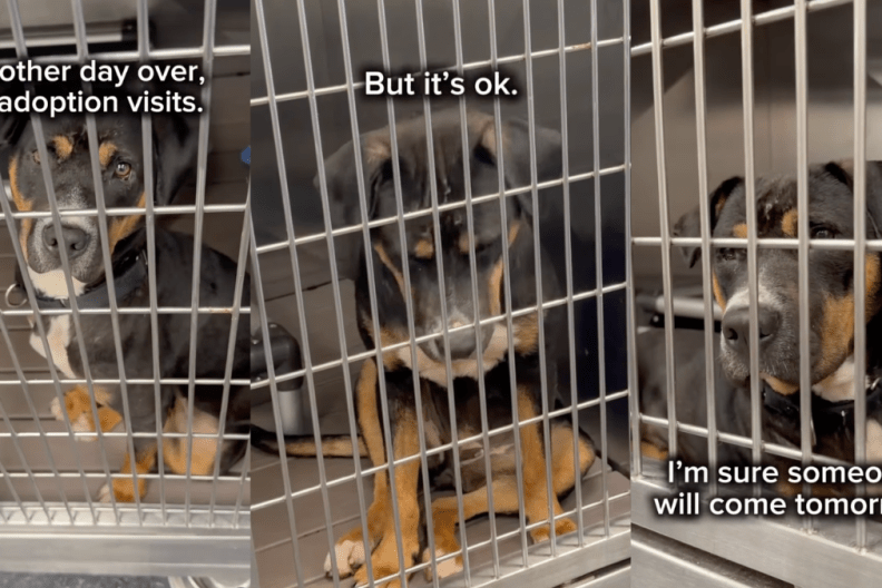 Shelter Puppy Wonders Why Everyone Keeps Passing Her by as She Wishes for a Loving Home
