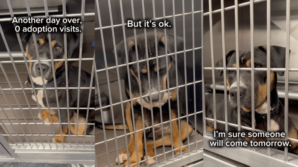 Shelter Puppy Wonders Why Everyone Keeps Passing Her by as She Wishes for a Loving Home