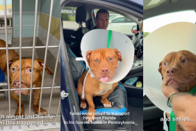 Community Helps Rescue Dog Facing Euthanasia Find Forever Home
