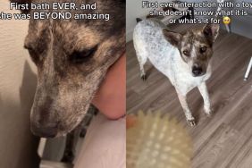 Shelter Dog’s Second Chance at Life Is Full of Firsts & It’s as Magical as It Gets