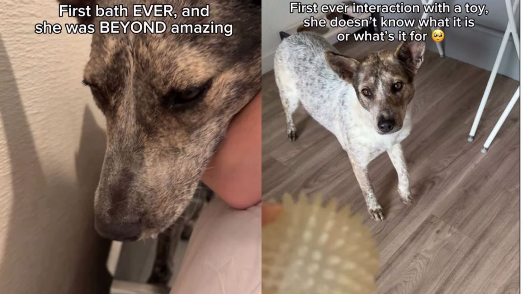 Shelter Dog’s Second Chance at Life Is Full of Firsts & It’s as Magical as It Gets