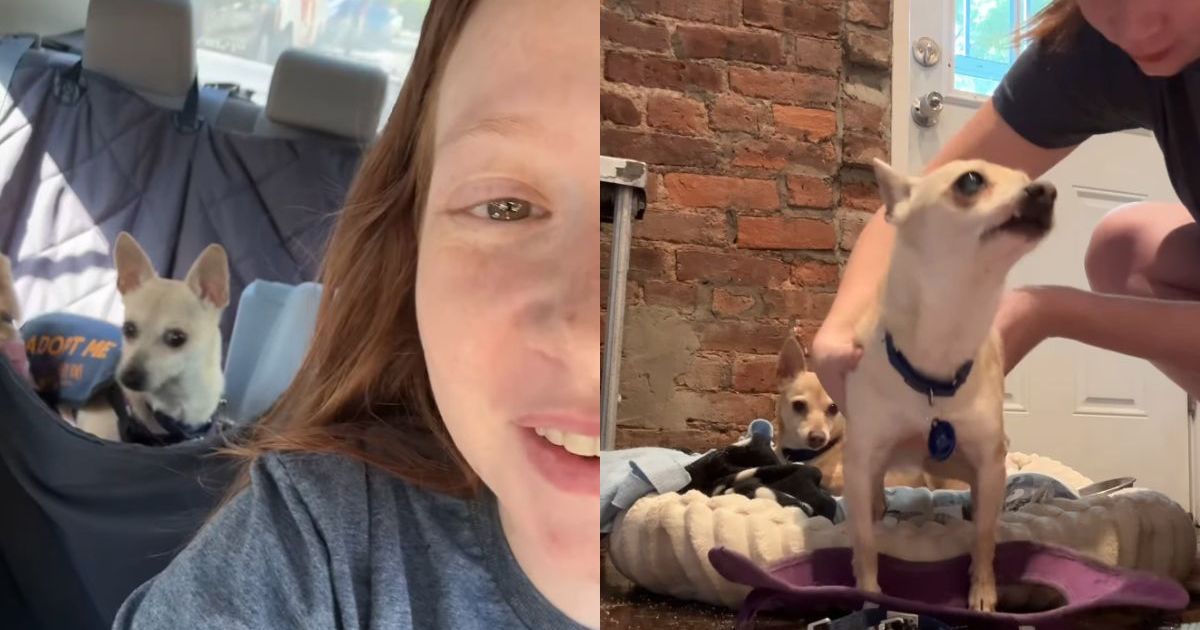 Dog Duo Head to Adoption Event, Unaware of What Future Holds for Them