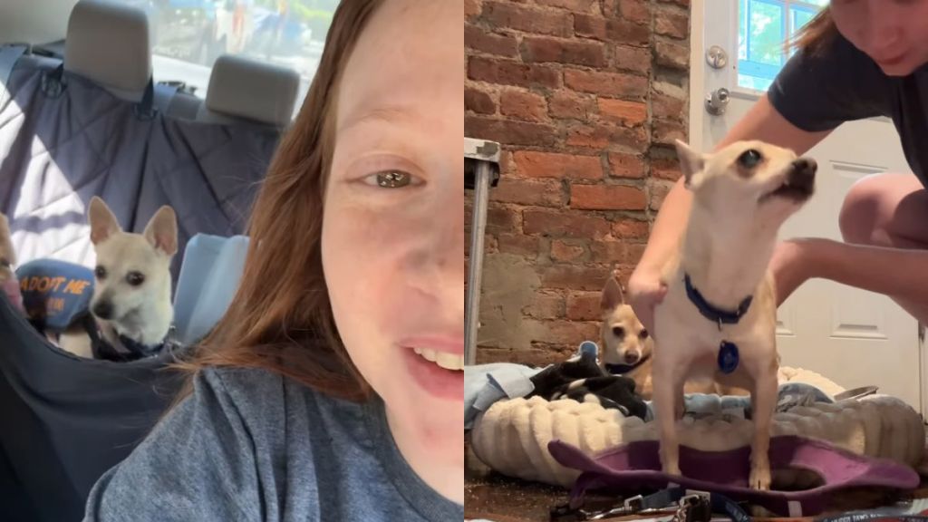 Dog Duo Head to Adoption Event, Unaware of What Future Holds for Them