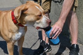 dog heatwave tips