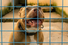 dog rescue