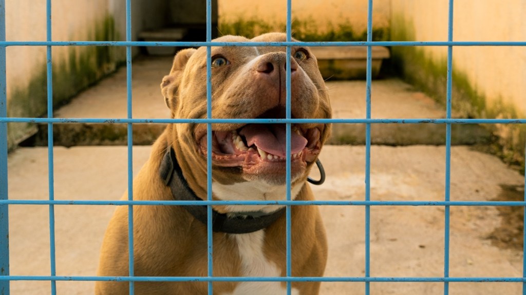 dog rescue