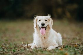 Golden Retriever's Scent Training Helps Rescue Injured Dog — Report