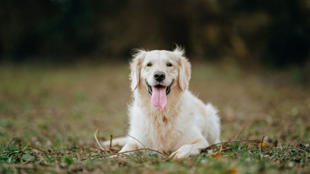 Golden Retriever's Scent Training Helps Rescue Injured Dog — Report