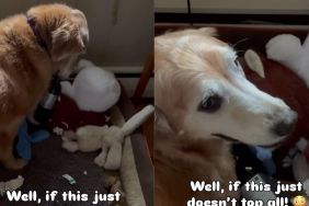 Golden Retriever Has the Wildest ‘Retrieval’ & Internet Has Some Thoughts