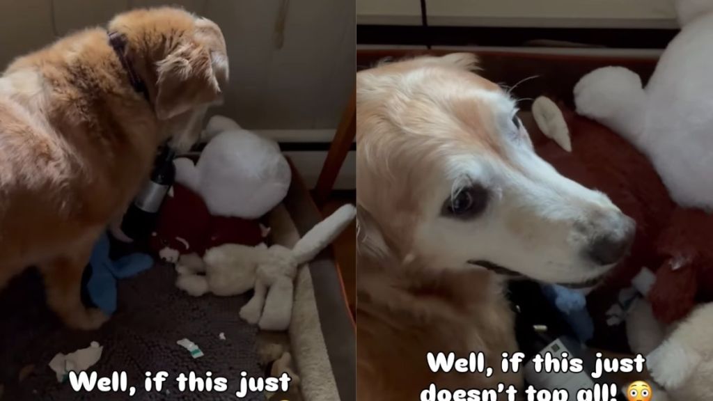 Golden Retriever Has the Wildest ‘Retrieval’ & Internet Has Some Thoughts