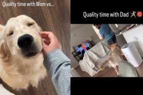 Golden Retriever's Quality Time With Mom & Dad Is Complete Opposite