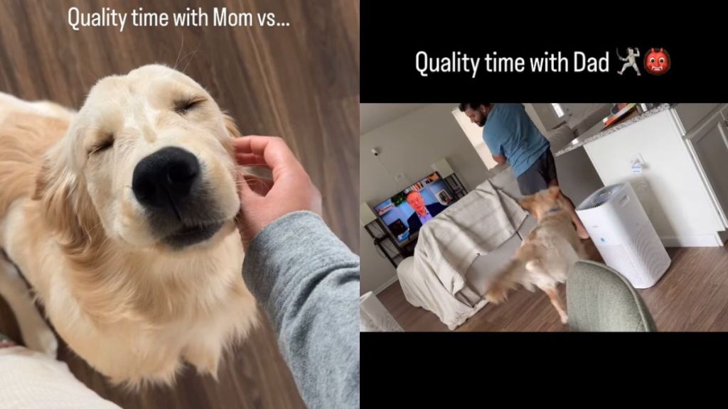 Golden Retriever's Quality Time With Mom & Dad Is Complete Opposite