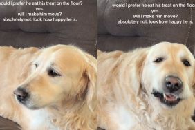 Senior Golden Retriever Eats Treat on the Couch but Mom Chooses His Joy Over Crumbs