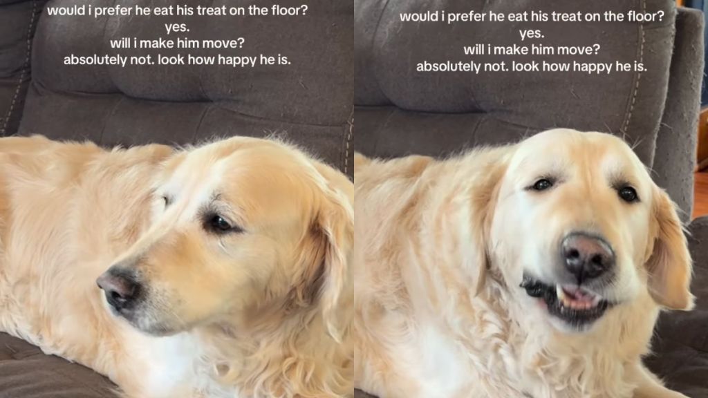 Senior Golden Retriever Eats Treat on the Couch but Mom Chooses His Joy Over Crumbs