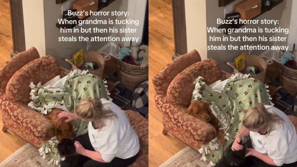 Golden Retriever Has One Rule When Grandma Tucks Him In: No Interruptions From Sister