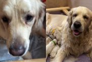 Mama Golden Retriever Learns She Doesn’t Have To Take Care of Her Babies Alone