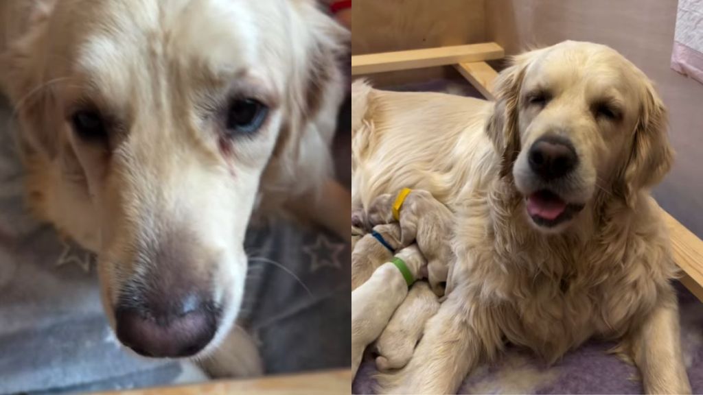 Mama Golden Retriever Learns She Doesn’t Have To Take Care of Her Babies Alone