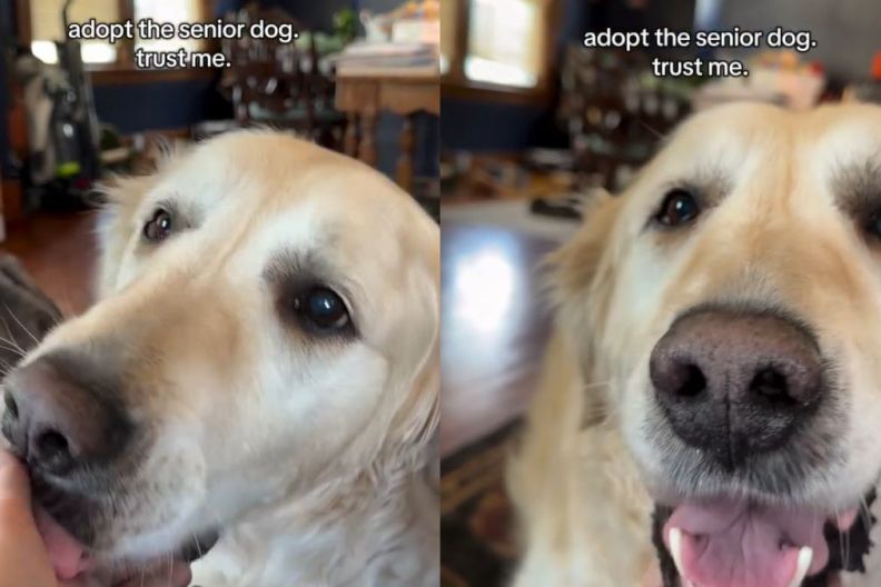 This Senior Golden Retriever Rescue Refuses to Stop Loving His Human