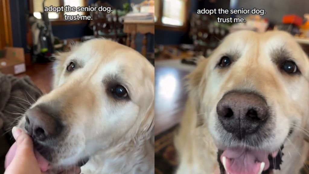This Senior Golden Retriever Rescue Refuses to Stop Loving His Human