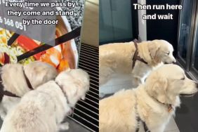 Golden Retriever Duo Is Obsessed With Secret Elevator for a Reason