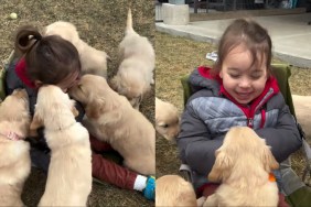 Golden Retriever puppies little girl