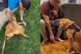 Golden Retriever video