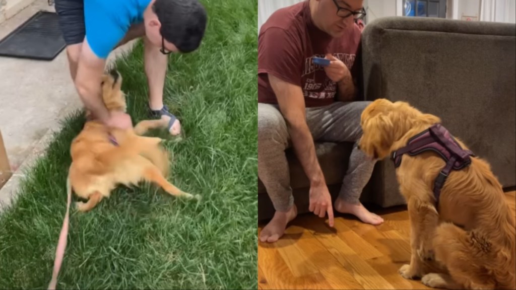 Golden Retriever video