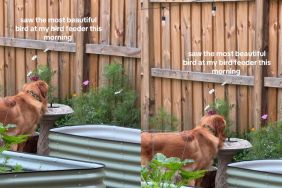 Golden Retriever Thinks Bird Feeder Is Personal Water Bowl