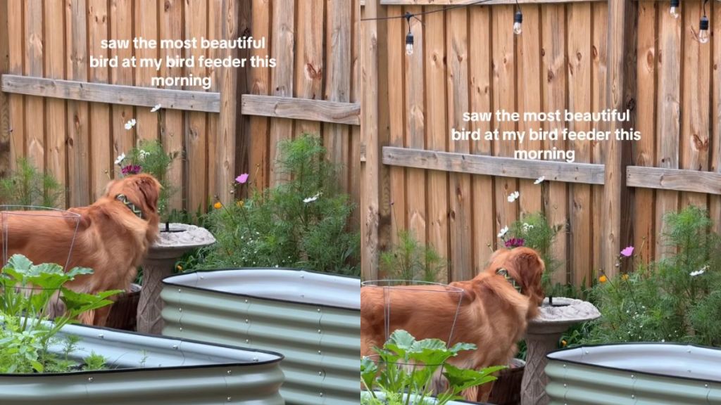 Golden Retriever Thinks Bird Feeder Is Personal Water Bowl