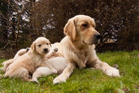 Mama Golden Retriever Hears Her Tiny Baby Crying, Then Moves Close So He’s Not Alone