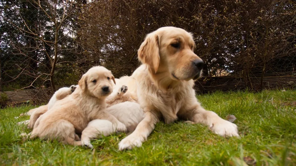 Mama Golden Retriever Hears Her Tiny Baby Crying, Then Moves Close So He’s Not Alone