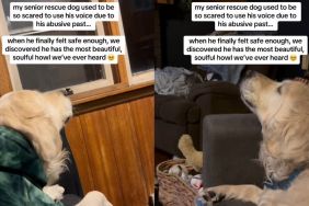 Senior Rescue Dog With Abusive Past Finally Feels Safe Enough To Howl