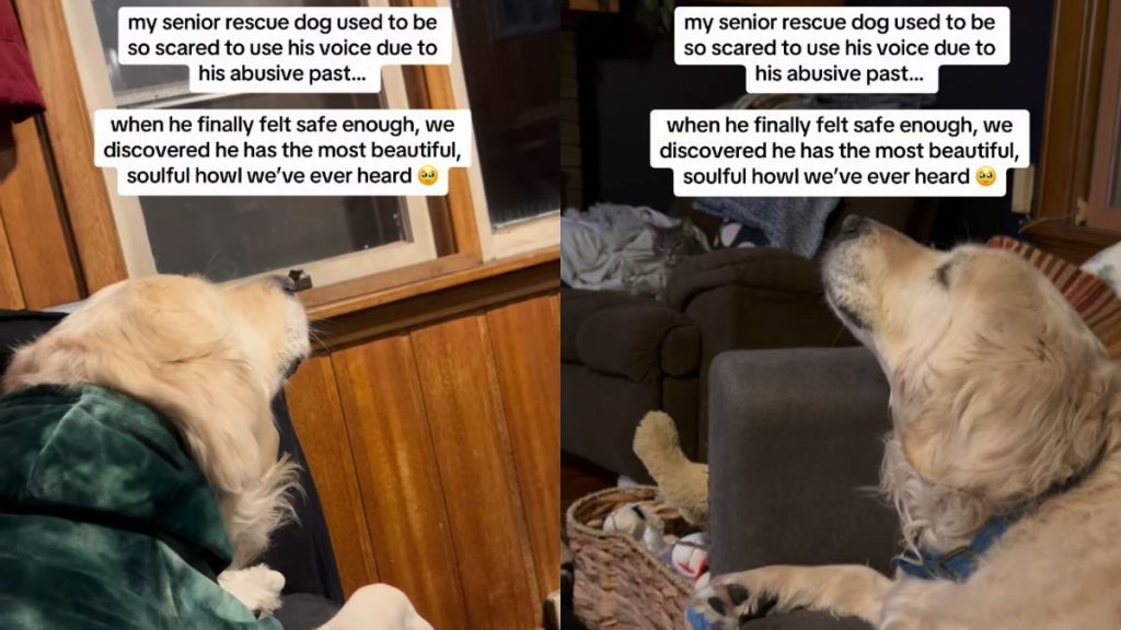 Senior Rescue Dog With Abusive Past Finally Feels Safe Enough To Howl