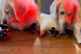 (SCHEDULE) Golden Retriever Says Yes To Seeing His ‘Babies,’ Then Rushes Over To Snuggle Them