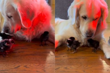 (SCHEDULE) Golden Retriever Says Yes To Seeing His ‘Babies,’ Then Rushes Over To Snuggle Them