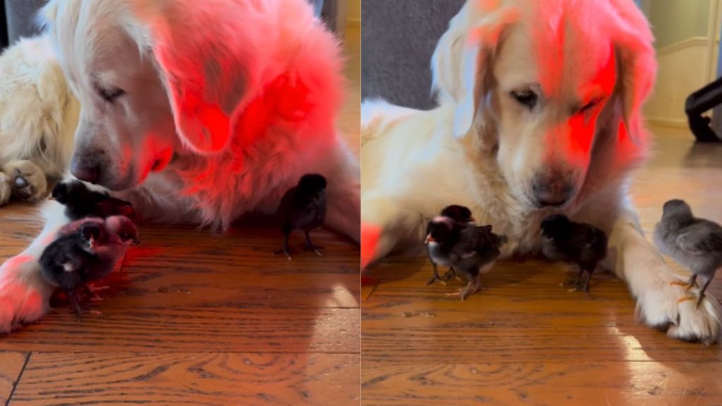 (SCHEDULE) Golden Retriever Says Yes To Seeing His ‘Babies,’ Then Rushes Over To Snuggle Them