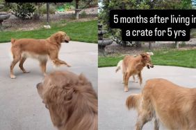 Rescue Golden Retrievers Spent Years in a Crate, but They Finally Know Freedom