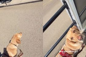 Guide Dog Tricks Owner Into Getting a Pup Cup but Hilariously Fails