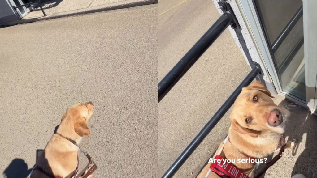 Guide Dog Tricks Owner Into Getting a Pup Cup but Hilariously Fails