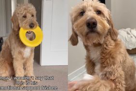Internet Comforts Dog Who Loses His Favorite Frisbee Toy