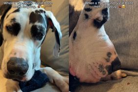 Great Dane’s Interaction With Ladybug Is Gentle Yet Filled With Curiosity