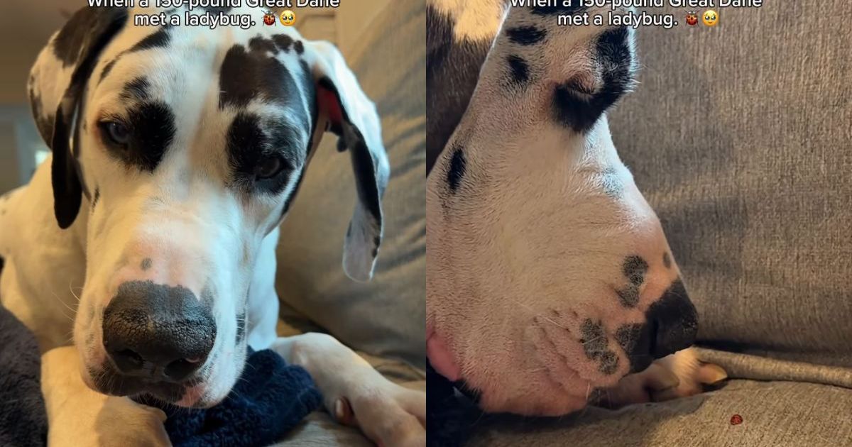 Great Dane’s Interaction With Ladybug Is Gentle Yet Filled With Curiosity