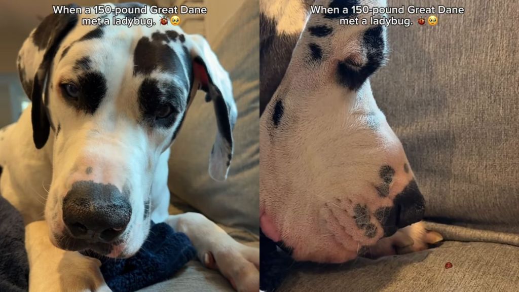 Great Dane’s Interaction With Ladybug Is Gentle Yet Filled With Curiosity