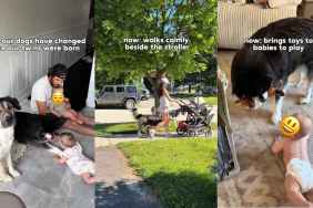 Dogs Transform From Playmates to Protectors After Twin Babies Arrive