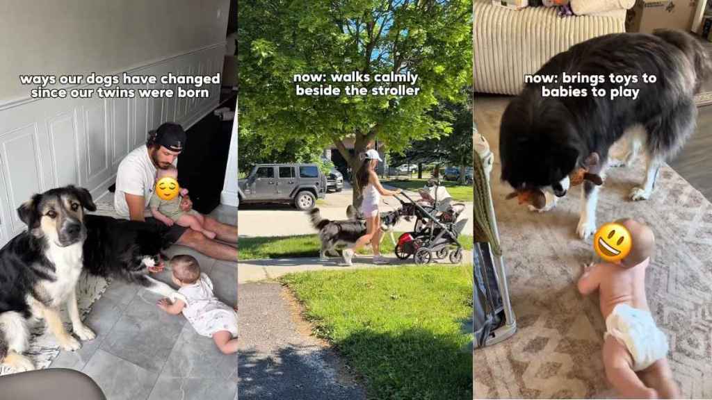 Dogs Transform From Playmates to Protectors After Twin Babies Arrive