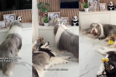 Dog Finds Comfort in Little Furry Sisters After Brother’s Loss