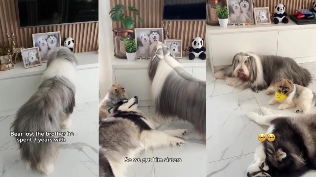 Dog Finds Comfort in Little Furry Sisters After Brother’s Loss