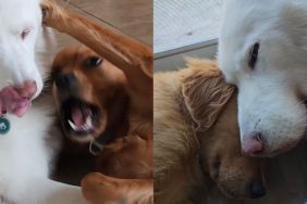 Lonely Husky Faces Two Big Losses Before Golden Retriever Fills the Void