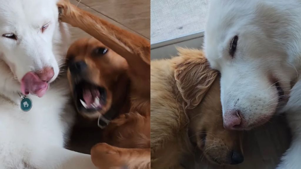 Lonely Husky Faces Two Big Losses Before Golden Retriever Fills the Void