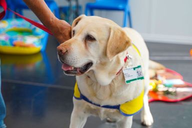 Therapy Dog's Birthday Party Gets a Disney Twist at Children's Hospital